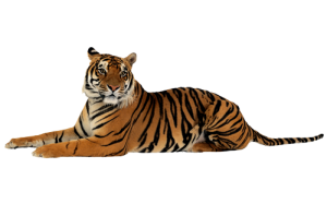 Tiger PNG-23251